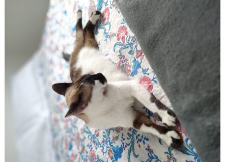 1626386456