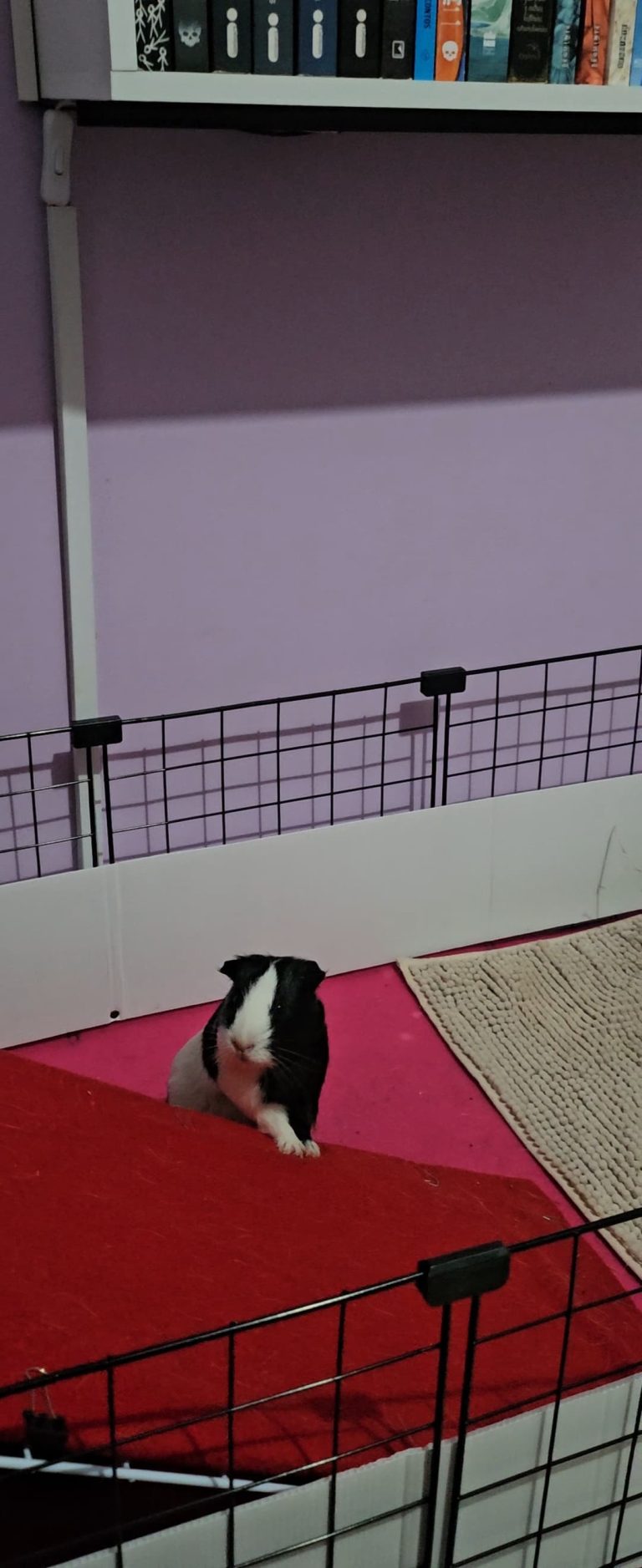 Imagem do WhatsApp de 2025-04-23 à(s) 10.12.40_fd307862.jpg