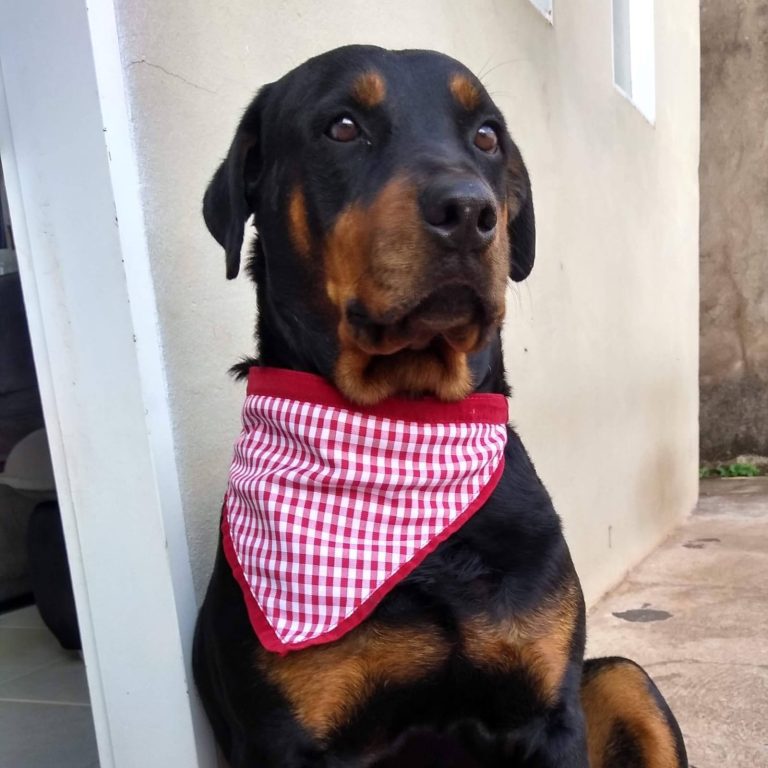 Imagem do WhatsApp de 2025-06-03 à(s) 17.47.44_74af935c.jpg