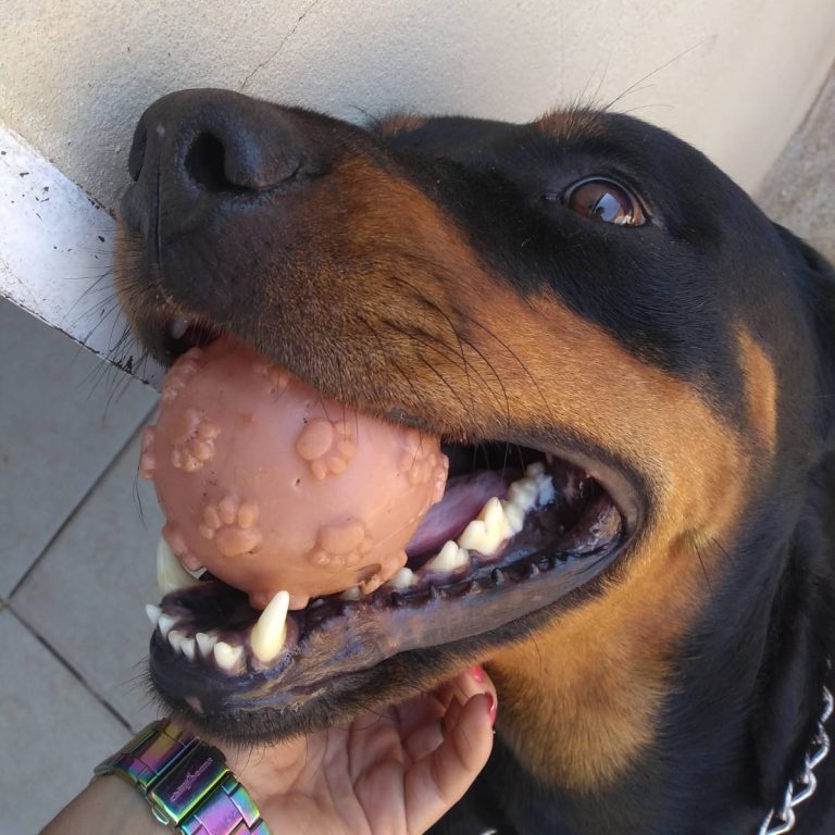 Imagem do WhatsApp de 2025-06-03 à(s) 17.47.45_62889499.jpg