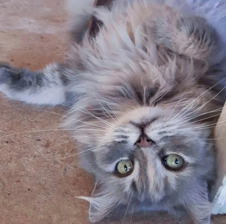 WhatsApp Image 2025-06-11 at 16.42.37.jpeg