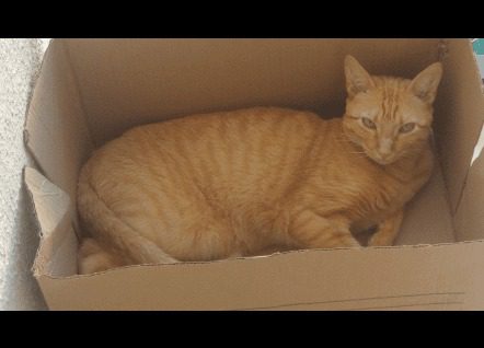 caramelo 3-convertido-de-webp.jpeg