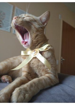 caramelo 4-convertido-de-webp.jpeg