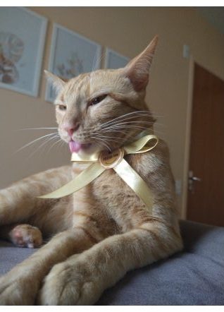 caramelo 5-convertido-de-webp.jpeg