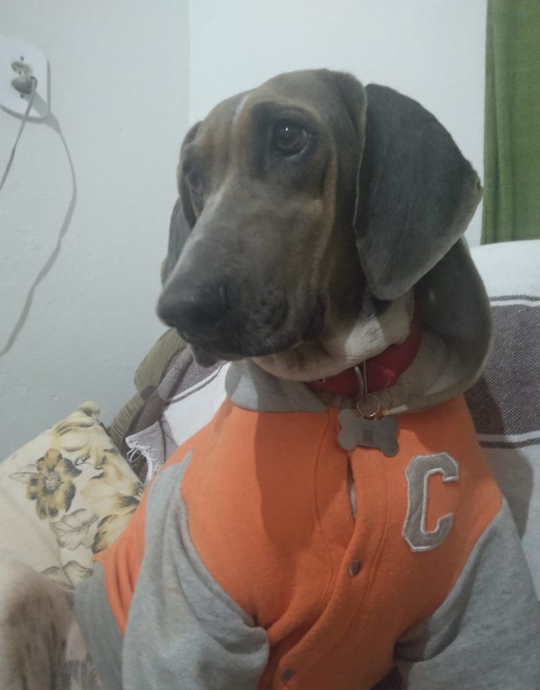 pitu.jpg