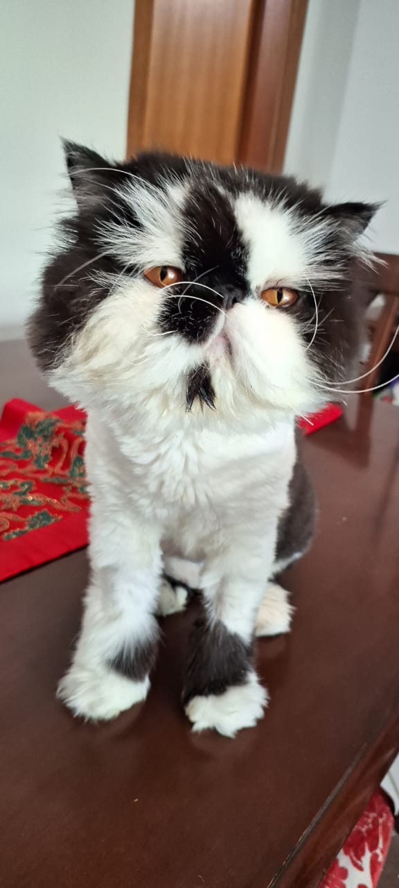 WhatsApp Image 2025-05-06 at 21.08.36 (2).jpeg