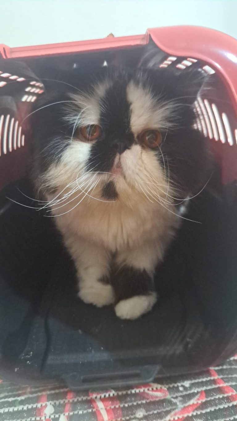 WhatsApp Image 2025-05-06 at 21.08.37.jpeg